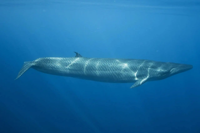 Bryde Whale